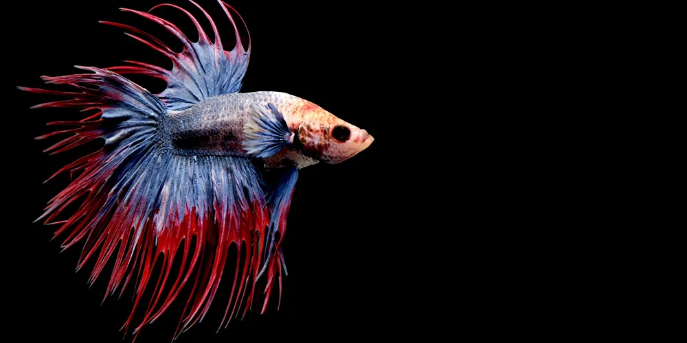 Crown-Tail-Betta