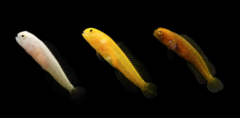 Opistognathus-rosenblatti-DJM-all-web-crop-1200w-1024x505-1-770x380