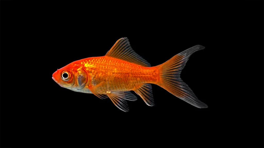 fish2