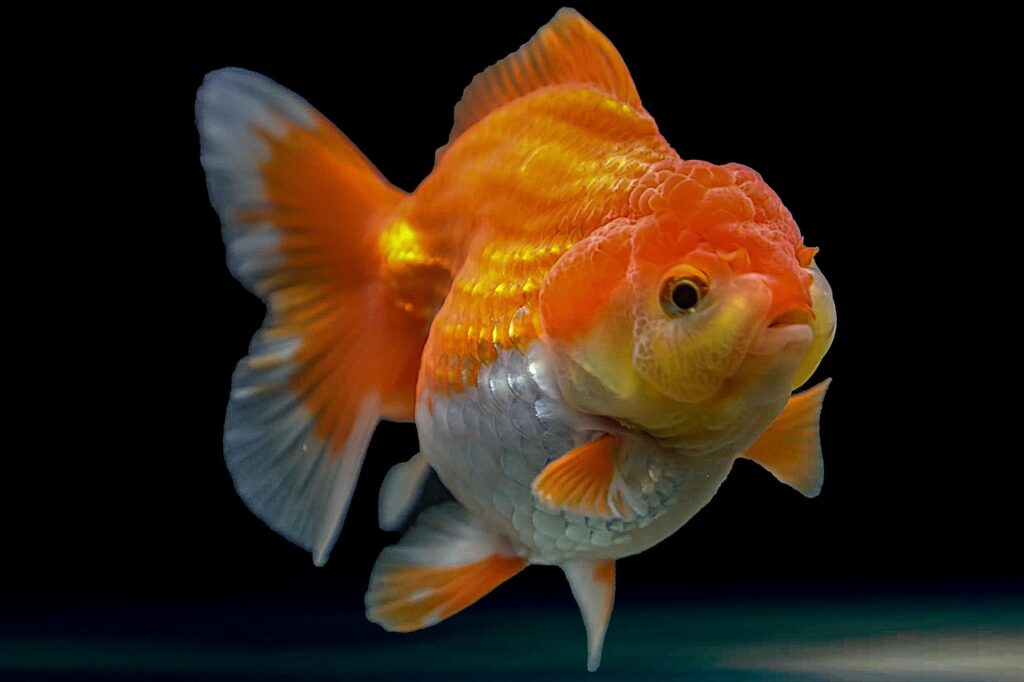 goldfish-6029906_1280
