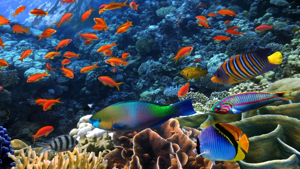 reef_fish